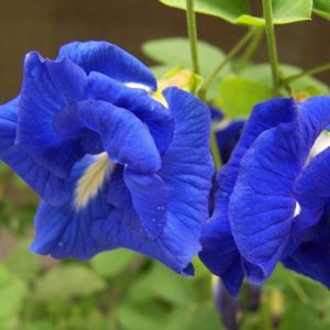 Gói 10 Hạt giống hoa đậu biếc kép - NanuSeeds