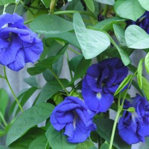 Gói 10 Hạt giống hoa đậu biếc kép - NanuSeeds