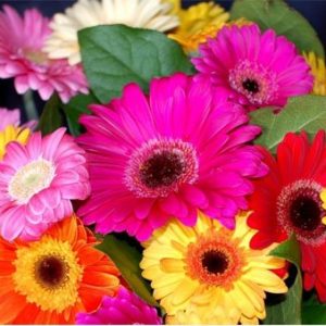 Gói 15 HẠT GIỐNG HOA CÚC ĐỒNG TIỀN NHIỀU MÀU