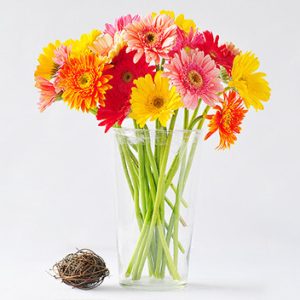 [Cây giống cấy mô] Combo 10 cây giống Hoa Đồng Tiền thân cao đủ màu