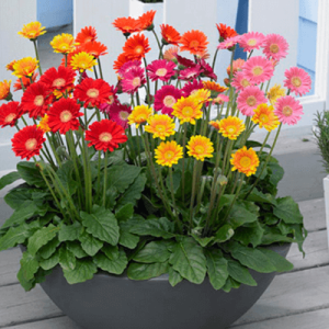 [Cây giống cấy mô] Combo 10 cây giống Hoa Đồng Tiền thân cao đủ màu