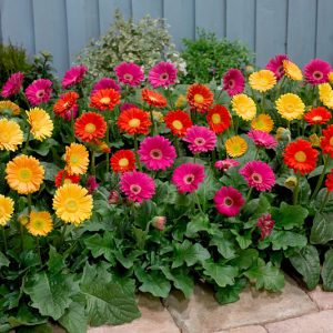 Gói 15 HẠT GIỐNG HOA CÚC ĐỒNG TIỀN NHIỀU MÀU