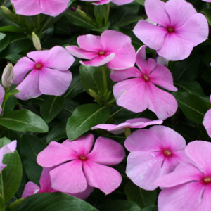 Gói 100 hạt giống hoa dừa cạn hồng đứng - Nanuseeds