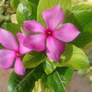 Gói 100 hạt giống hoa dừa cạn hồng đứng - Nanuseeds