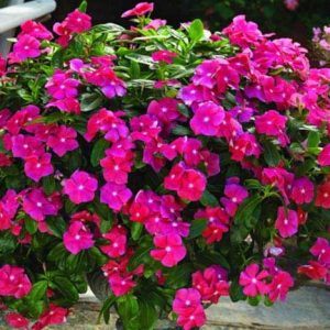 Gói 7 Hạt Giống Hoa Dừa Cạn Hồng Rũ -NanuSeeds