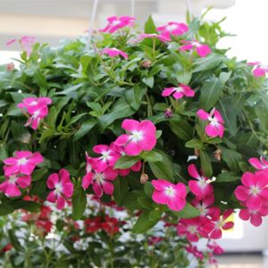 Gói 7 Hạt Giống Hoa Dừa Cạn Hồng Rũ -NanuSeeds