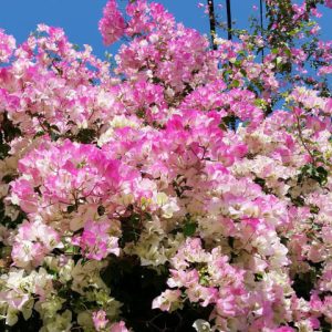 [Cây giống hoa] Bông Giấy phớt hồng Indo - CayGiongTot