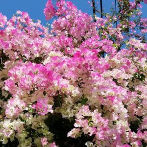 [Cây giống hoa] Bông Giấy phớt hồng Indo - CayGiongTot