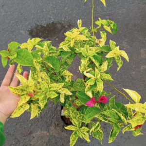 Chậu cây giống hoa giấy kim cương đỏ