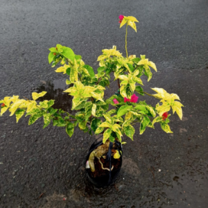 Chậu cây giống hoa giấy kim cương đỏ