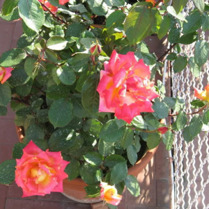 [Cây giống hoa] hoa hồng đổi màu bầu nhỏ - CayGiongTot