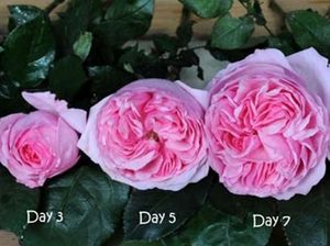 Cây giống hoa Hồng ngoại Carey (hồng bụi) size chậu C10 - CayGiongTot