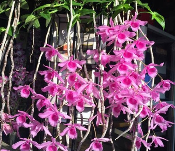 hoa-hong-do Giò lan pháp và hoa hồng đỏ