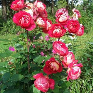 [Cây giống hoa] Hồng Docteurs Massad rose size chậu C9 - CayGiongTot