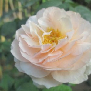 [Cây giống hoa] Cây Hoa Hồng Ngoại Heritage size chậu C9 - CayGiongTot