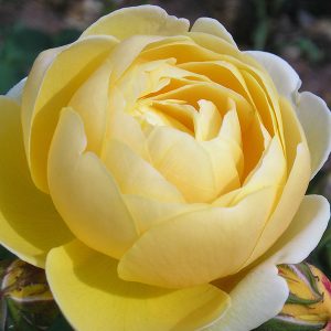 [Cây giống hoa] hồng BỤI trứng vàng (tỉ muội vàng) - CayGiongTot