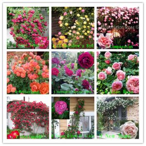 Gói 10 Hạt Giống Hoa Hồng Leo Nhiều Màu - Nanuseeds