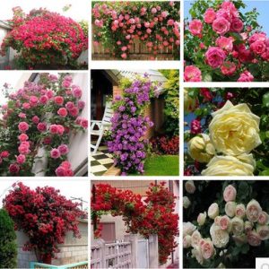 Gói 10 Hạt Giống Hoa Hồng Leo Nhiều Màu - Nanuseeds