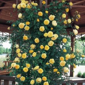 Gói 10 Hạt Giống Hoa Hồng Leo Nhiều Màu - Nanuseeds