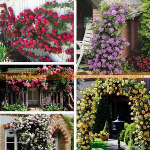 Gói 10 Hạt Giống Hoa Hồng Leo Nhiều Màu - Nanuseeds