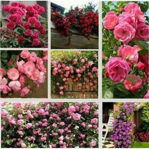 Gói 10 Hạt Giống Hoa Hồng Leo Nhiều Màu - Nanuseeds