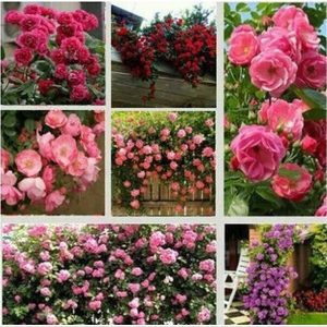 Gói 10 Hạt Giống Hoa Hồng Leo Nhiều Màu - Nanuseeds