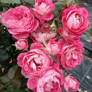 [Cây giống hoa] Hồng Nhật bản Lady Candle (hồng bụi chậu C9) - CayGiongTot