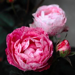 [Cây giống hoa] Hồng Nhật bản Lady Candle (hồng bụi chậu C9) - CayGiongTot