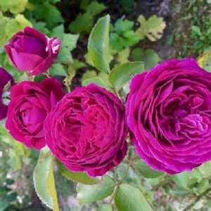 [Cây giống hoa] Hồng ngoại The Prince (hồng bụi) size chậu C9 - CayGiongTot