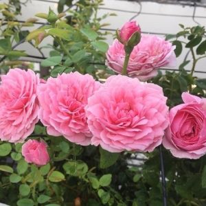 [Cây giống hoa] Hồng ngoại Spirit of freedom (hồng leo) size chậu C9 - CayGiongTot