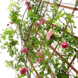 [Cây giống hoa] Hồng ngoại Spirit of freedom (hồng leo) size chậu C9 - CayGiongTot