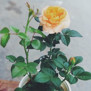 hồng ngoại tezza màu cam(siêu nụ)