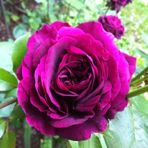 [Cây giống hoa] Hồng ngoại The Prince (hồng bụi) size chậu C9 - CayGiongTot