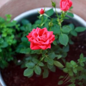 Combo 10 cây hoa hồng tỉ muội siêu bông (giâm cành, rễ bầu, thân dài 15cm, cây khỏe) - tặng 2 cây và 1 gói kích rễ