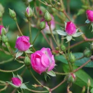 Combo 10 cây hoa hồng tỉ muội siêu bông (giâm cành, rễ bầu, thân dài 15cm, cây khỏe) - tặng 2 cây và 1 gói kích rễ