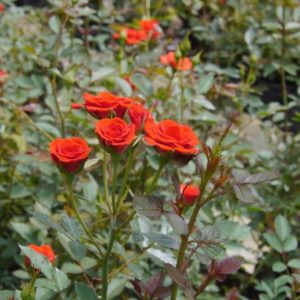 [Cây giống hoa] Hồng Tỉ Muội (giao màu ngẫu nhiên) size bầu nhỏ - CayGiongTot