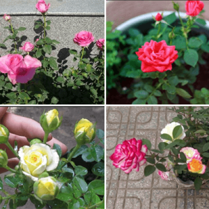 Combo 10 cây hoa hồng tỉ muội siêu bông (giâm cành, rễ bầu, thân dài 15cm, cây khỏe) - tặng 2 cây và 1 gói kích rễ