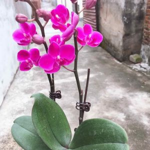 Hồ điệp Mãn Thiên Hồng 2 ngồng