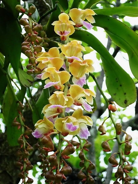 [Cây giống] Lan Hoàng Nhạn