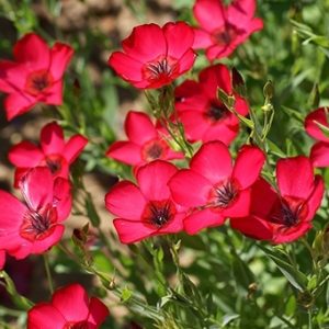 Gói 0.5GR hạt giống hoa Lanh Nhiều Màu (hoa Lanh)