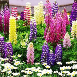 [Hạt mới , dễ nảy mầm] Gói 20 hạt giống hoa đậu Lupin chất lượng cao