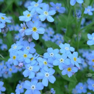 Gói 0.2GR hạt giống hoa Lưu Ly Nhiều Màu