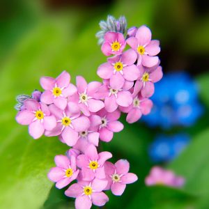 Gói 0.2GR hạt giống hoa Lưu Ly Nhiều Màu