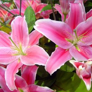 Combo 10 củ hoa ly lùn sẵn mầm 9 màu - Củ giống chuẩn nhập Hà Lan - cho hoa Tết Nguyên Đán sau 35-45 ngày