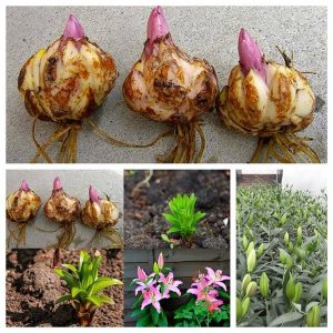 Combo 10 củ hoa ly lùn sẵn mầm 9 màu - Củ giống chuẩn nhập Hà Lan - cho hoa Tết Nguyên Đán sau 35-45 ngày