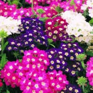 Gói 0.5gr hạt giống hoa mã tiên nhiều màu Verbena Hybrida