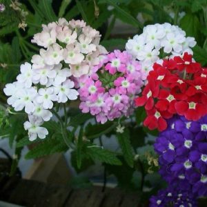 Gói 0.5gr hạt giống hoa mã tiên nhiều màu Verbena Hybrida