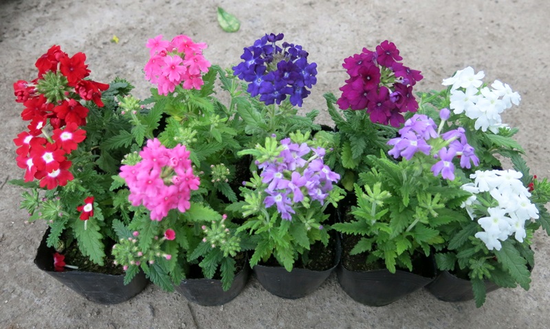 Gói 0.5gr hạt giống hoa mã tiên nhiều màu Verbena Hybrida