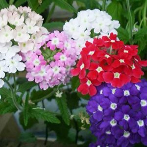 Gói 0.5gr hạt giống hoa mã tiên nhiều màu Verbena Hybrida