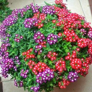 Gói 0.5gr hạt giống hoa mã tiên nhiều màu Verbena Hybrida